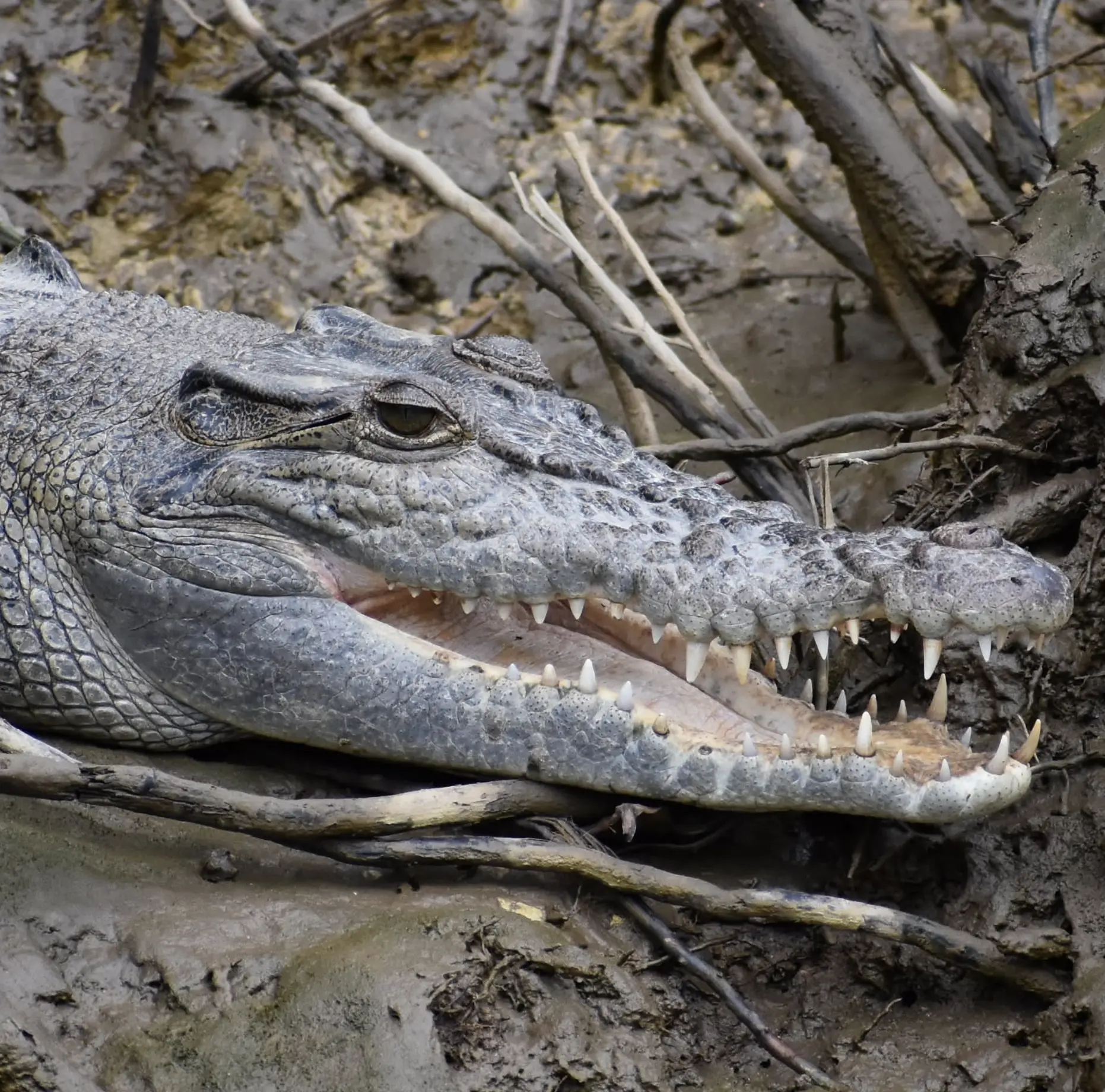 size of crocs